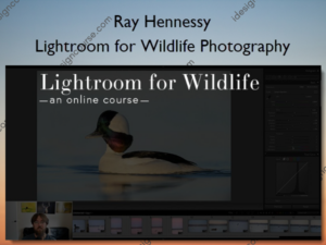 Lightroom for Wildlife Photography