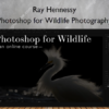 Photoshop for Wildlife Photography